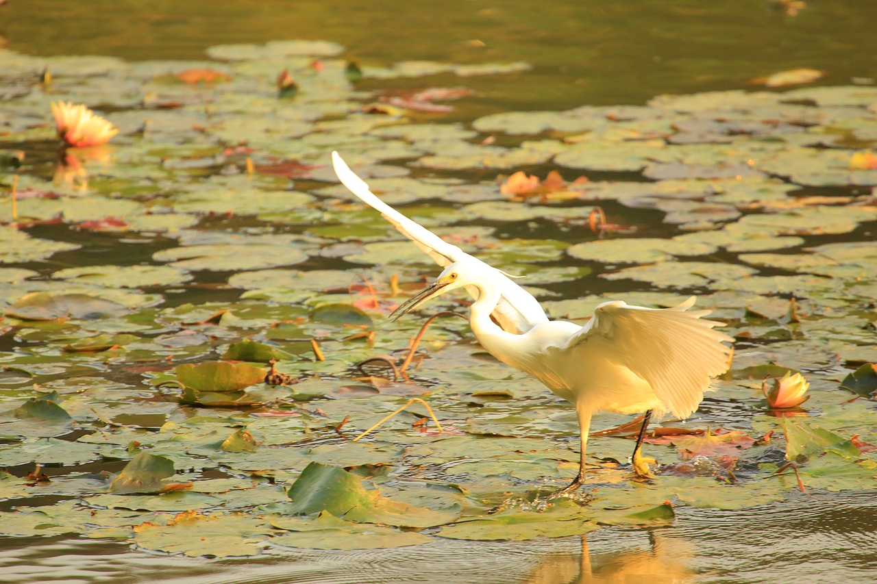 鸟类摄影——鹭鸟捕食（图ZNDAyMzAyOTY4） - 环境/建筑摄影 - 站酷设计师yykk666666原创素材 - 站酷ZCOOL