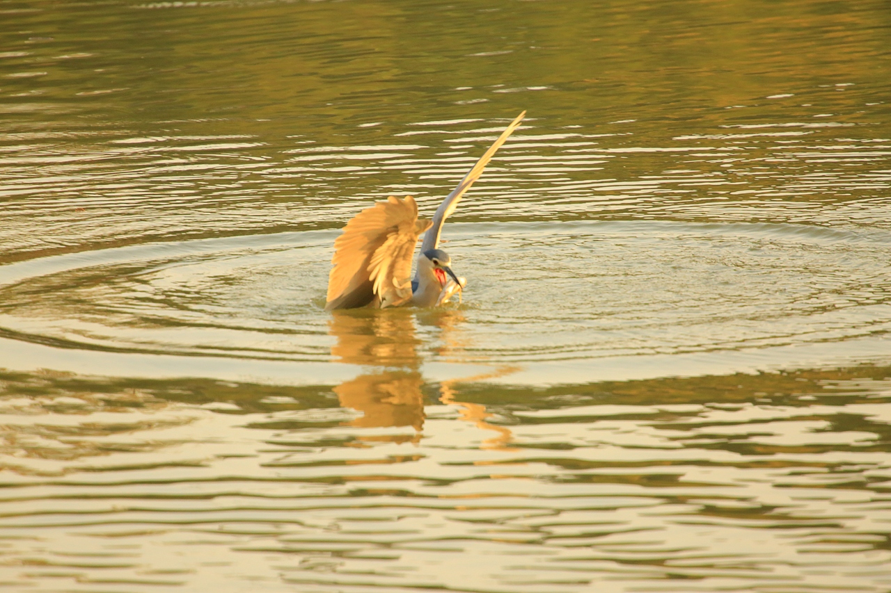 鸟类摄影——鹭鸟捕食（图ZNDAyMzAzMDAw） - 环境/建筑摄影 - 站酷设计师yykk666666原创素材 - 站酷ZCOOL