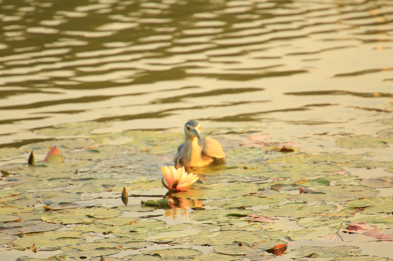 鸟类摄影——鹭鸟捕食（图ZNDAyMzAzMDM2） - 环境/建筑摄影 - 站酷设计师yykk666666原创素材 - 站酷ZCOOL
