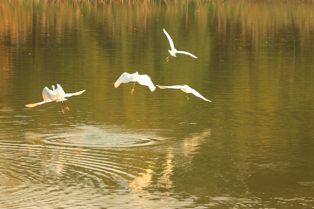 鸟类摄影——鹭鸟捕食（图ZNDAyMzAzMDI4） - 环境/建筑摄影 - 站酷设计师yykk666666原创素材 - 站酷ZCOOL