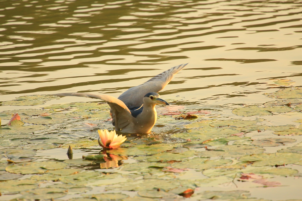 鸟类摄影——鹭鸟捕食（图ZNDAyMzAzMDQw） - 环境/建筑摄影 - 站酷设计师yykk666666原创素材 - 站酷ZCOOL