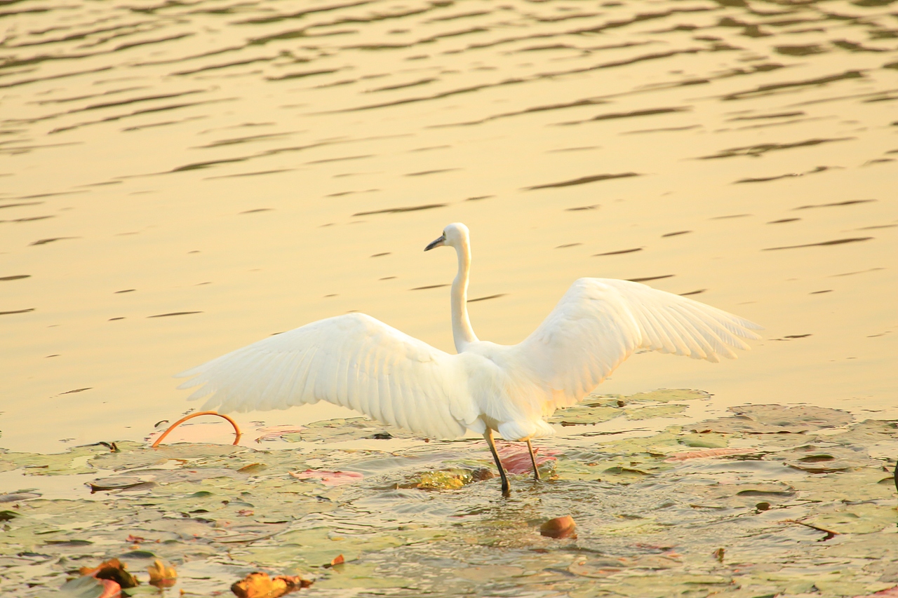 鸟类摄影——鹭鸟捕食（图ZNDAyMzAzMDc2） - 环境/建筑摄影 - 站酷设计师yykk666666原创素材 - 站酷ZCOOL