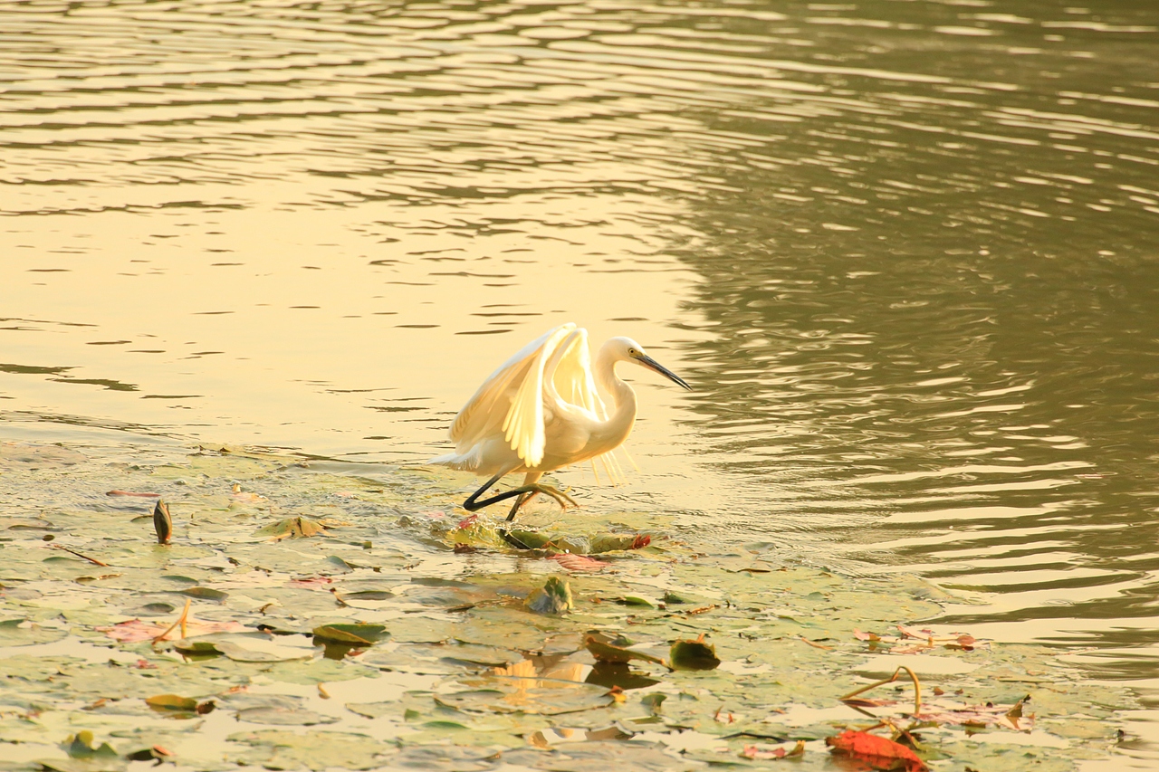 鸟类摄影——鹭鸟捕食（图ZNDAyMzAzMDY0） - 环境/建筑摄影 - 站酷设计师yykk666666原创素材 - 站酷ZCOOL