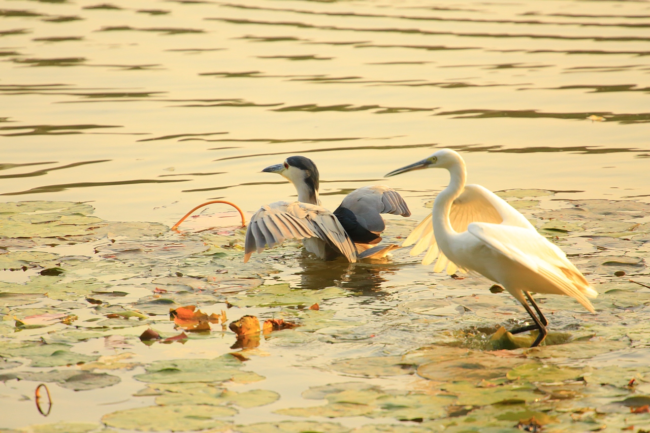 鸟类摄影——鹭鸟捕食（图ZNDAyMzAzMDIw） - 环境/建筑摄影 - 站酷设计师yykk666666原创素材 - 站酷ZCOOL