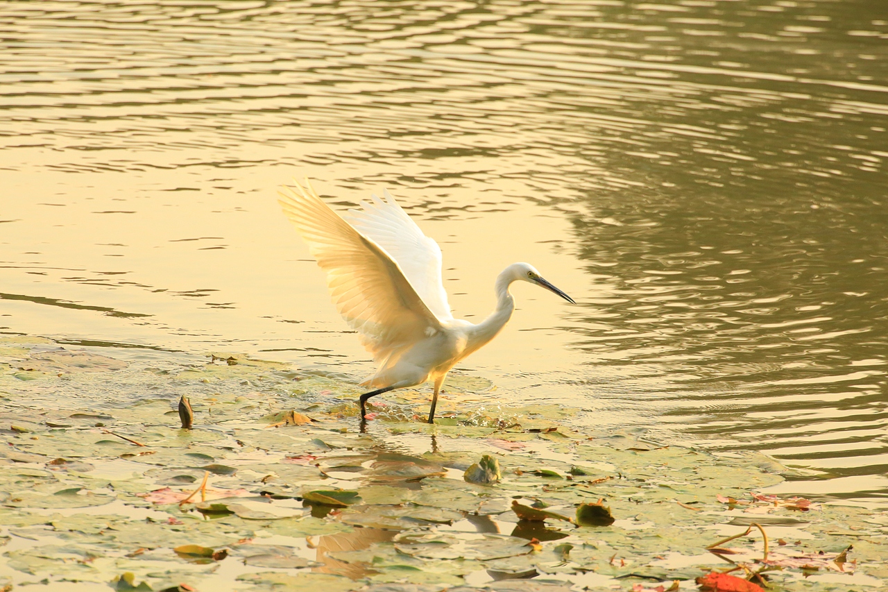 鸟类摄影——鹭鸟捕食（图ZNDAyMzAzMDYw） - 环境/建筑摄影 - 站酷设计师yykk666666原创素材 - 站酷ZCOOL
