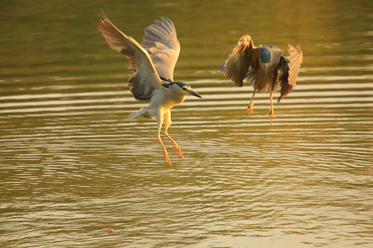 鸟类摄影——鹭鸟捕食（图ZNDAyMzAzMDg0） - 环境/建筑摄影 - 站酷设计师yykk666666原创素材 - 站酷ZCOOL