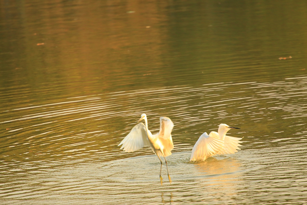 鸟类摄影——鹭鸟捕食（图ZNDAyMzAzMDY4） - 环境/建筑摄影 - 站酷设计师yykk666666原创素材 - 站酷ZCOOL