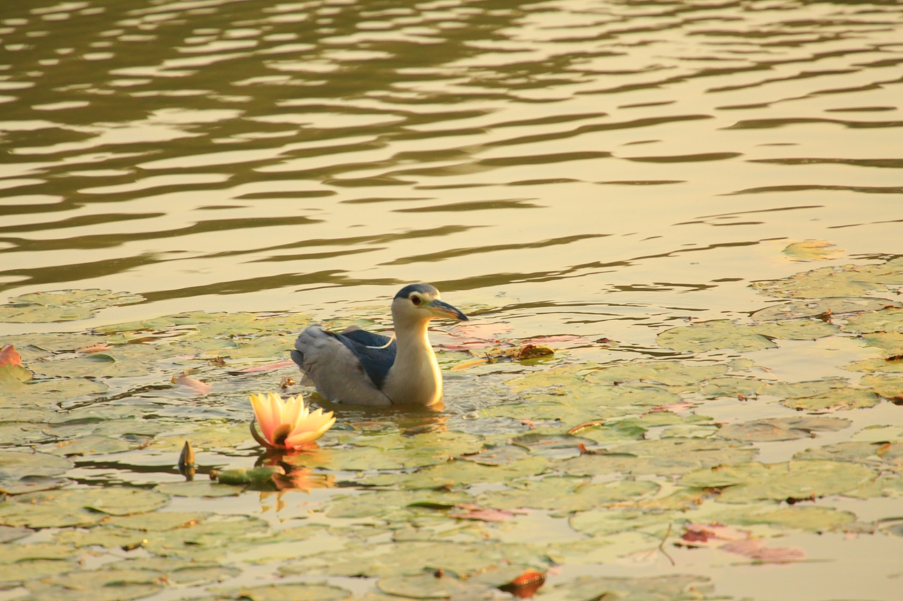 鸟类摄影——鹭鸟捕食（图ZNDAyMzAzMDQ0） - 环境/建筑摄影 - 站酷设计师yykk666666原创素材 - 站酷ZCOOL