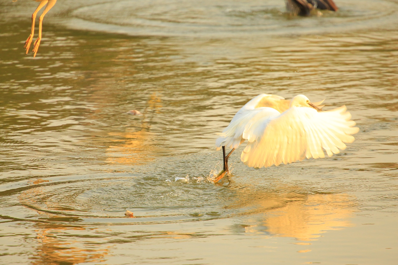 鸟类摄影——鹭鸟捕食（图ZNDAyMzAzMDg4） - 环境/建筑摄影 - 站酷设计师yykk666666原创素材 - 站酷ZCOOL