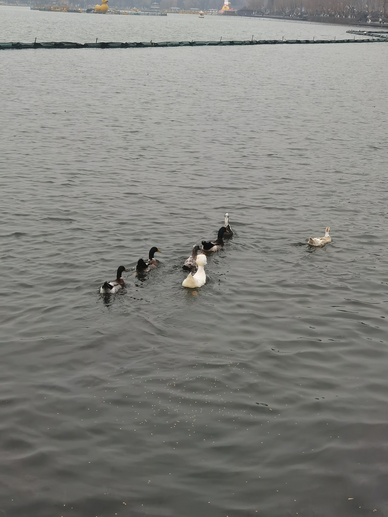 观鸟（图ZNDAyMzUwMTc2） - 人文/纪实摄影 - 站酷设计师mars_su原创素材 - 站酷ZCOOL