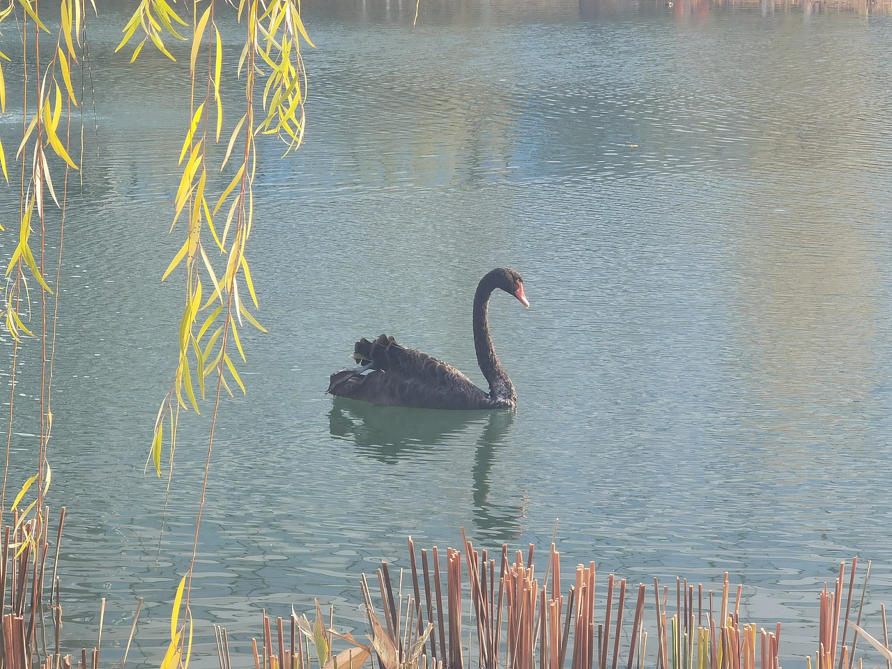 观鸟（图ZNDAyMzUwMjAw） - 人文/纪实摄影 - 站酷设计师mars_su原创素材 - 站酷ZCOOL