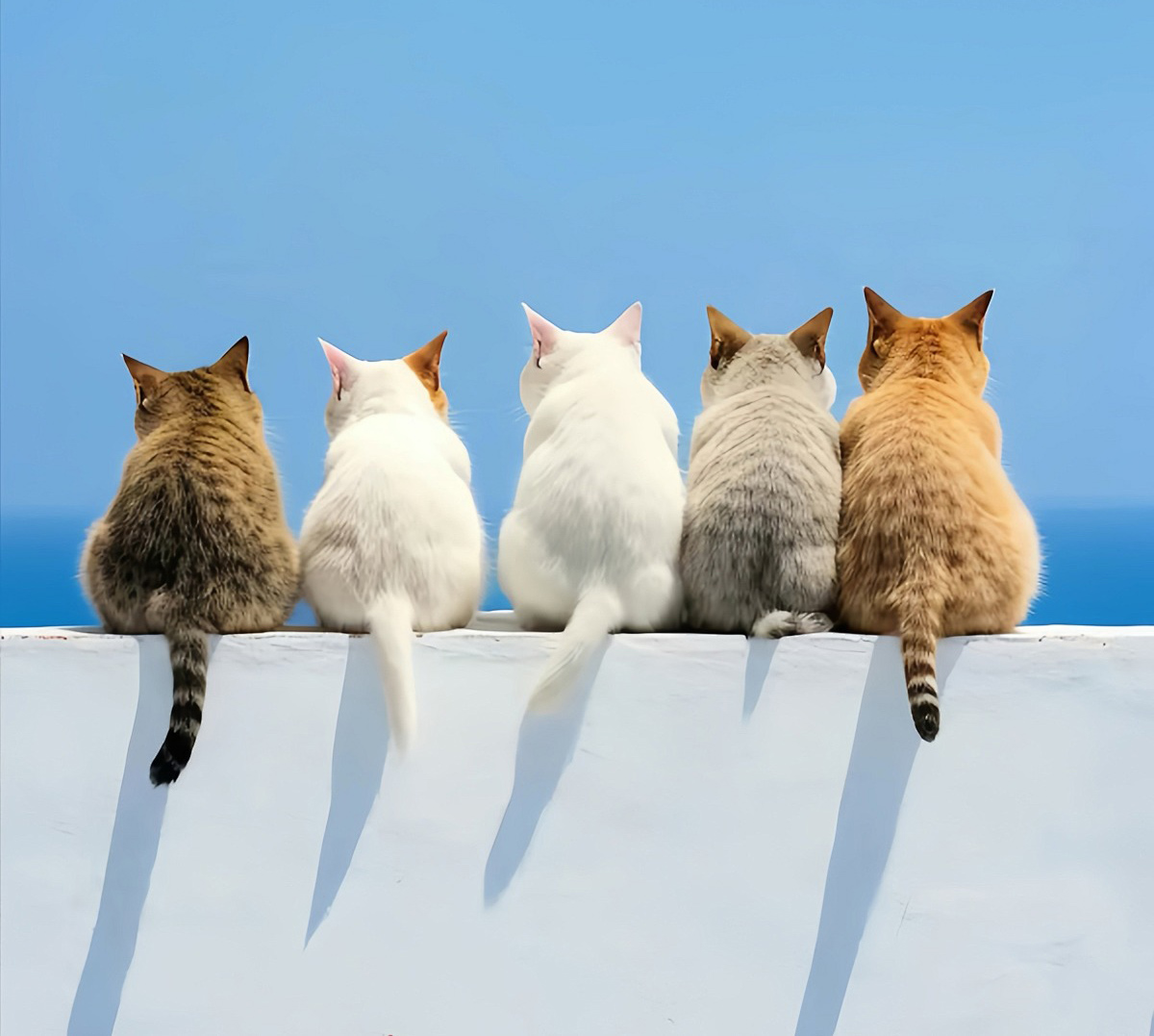 蛋蛋5052的個(gè)人主頁（背景預(yù)覽） - 主頁背景設(shè)置 - 站酷設(shè)計(jì)師蛋蛋5052原創(chuàng)素材 - 站酷ZCOOL