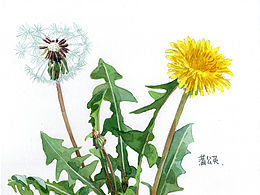 蒲公英博物畫(huà)包裝設(shè)計(jì)