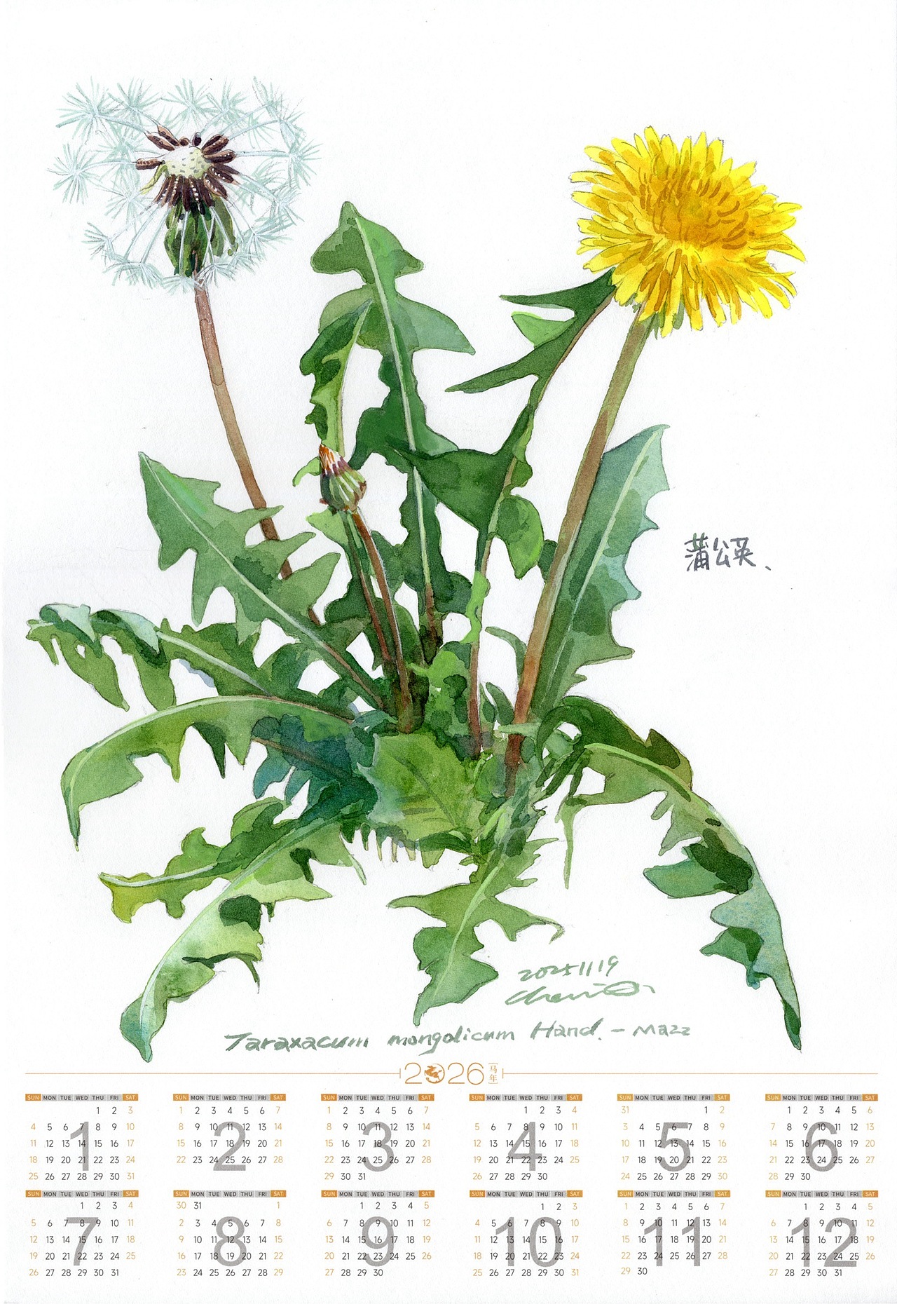 蒲公英博物画包装设计（图ZNDAyNDE1MTUy） - 绘本 - 站酷设计师画画的陈原创素材 - 站酷ZCOOL