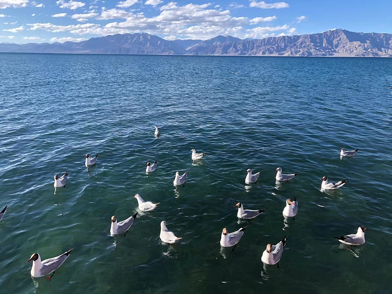 斑共公湖海鸥/云朵/水面（图ZNDAyNDMxOTQ0） - 海报 - 站酷设计师wn赤子原创素材 - 站酷ZCOOL