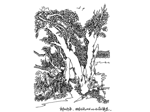 景观植物的打卡速写，关于钢笔画。