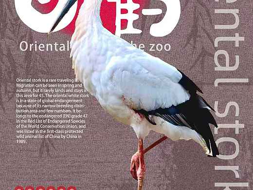 淮安动物园动物海报设计