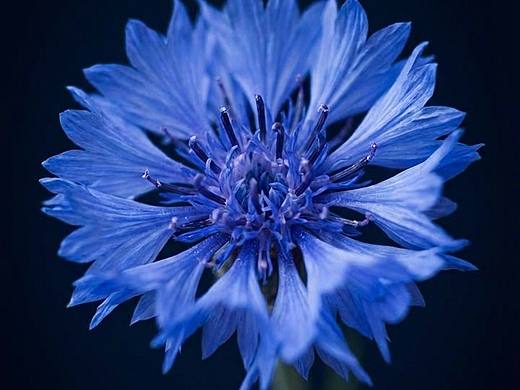 花盆里的美（個人主頁-ZNzMxNTE1OTY=） - 風(fēng)光攝影 - 站酷設(shè)計(jì)師黃及藍(lán)品牌設(shè)計(jì)原創(chuàng)素材 - 站酷ZCOOL