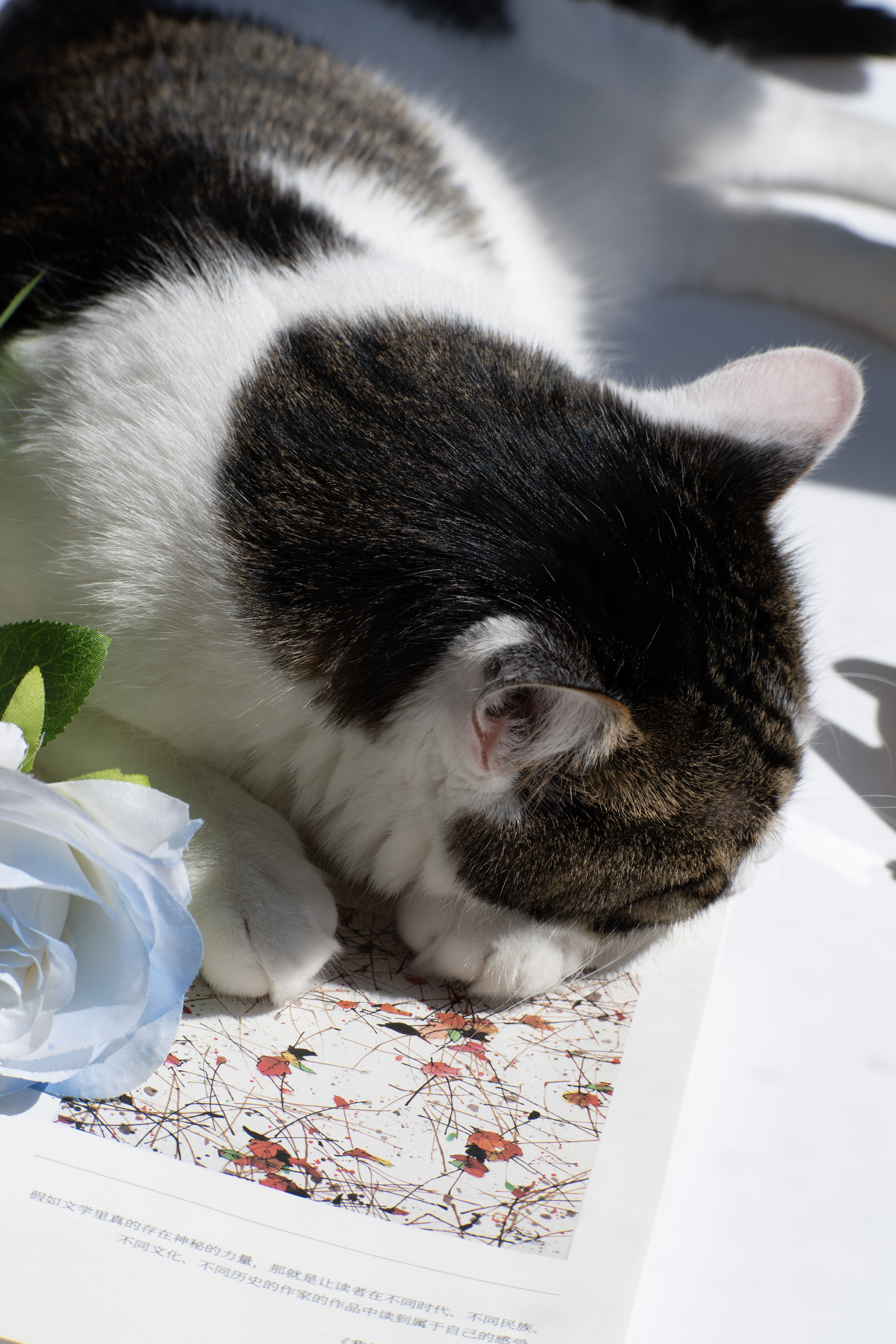 小戴在學(xué)習(xí)的個人主頁（封面預(yù)覽） - 主頁封面設(shè)置 - 站酷設(shè)計師小戴在學(xué)習(xí)原創(chuàng)素材 - 站酷ZCOOL