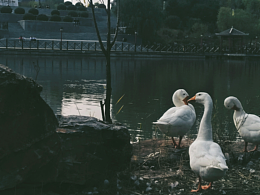 攝影作品<學(xué)校里的大鵝>