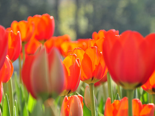 翠湖的郁金香🌷