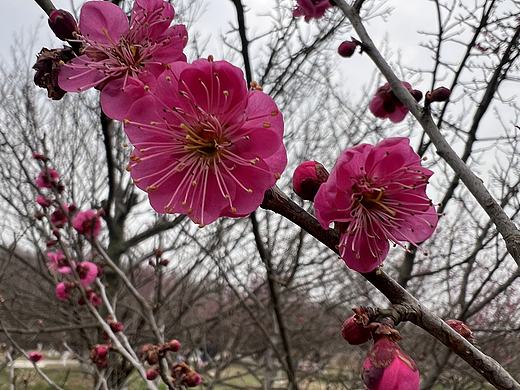 春寒料峭，梅花初绽！