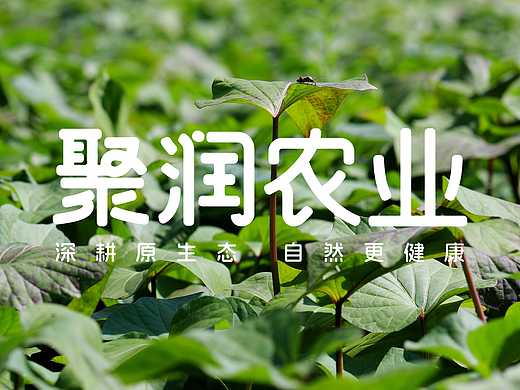 聚润农业 品牌设计