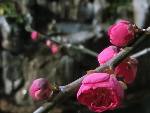 诗意摄影—冬天的梅