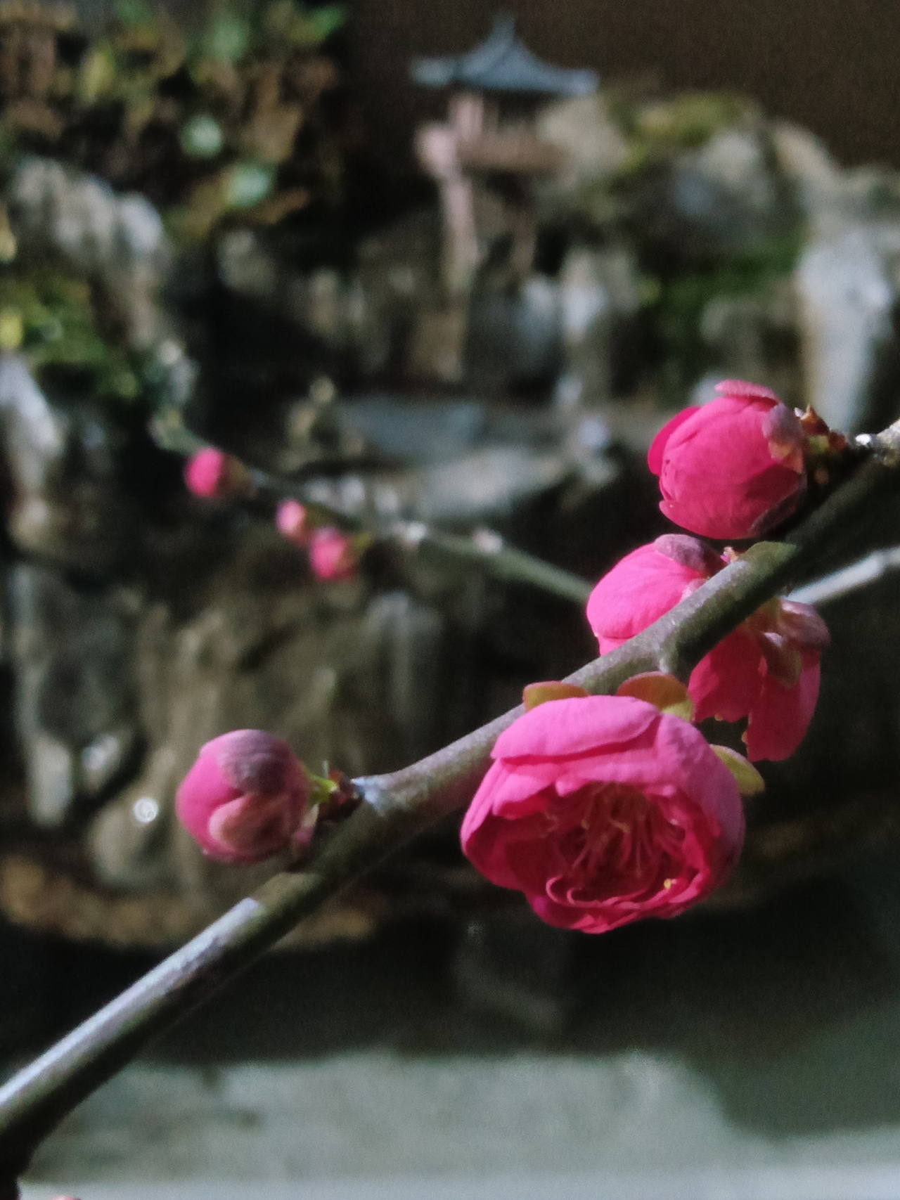 诗意摄影—冬天的梅（图ZNDAyNzQ0ODg4） - 人文/纪实摄影 - 站酷设计师普兰如兰DZHJ原创素材 - 站酷ZCOOL