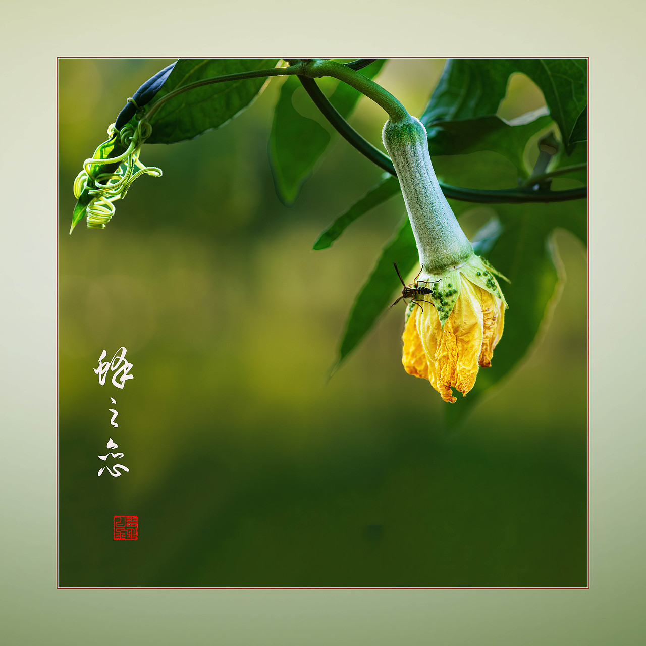 瓜田地里（图ZNDAyNzYwNjAw） - 风光摄影 - 站酷设计师yangqiugui578原创素材 - 站酷ZCOOL