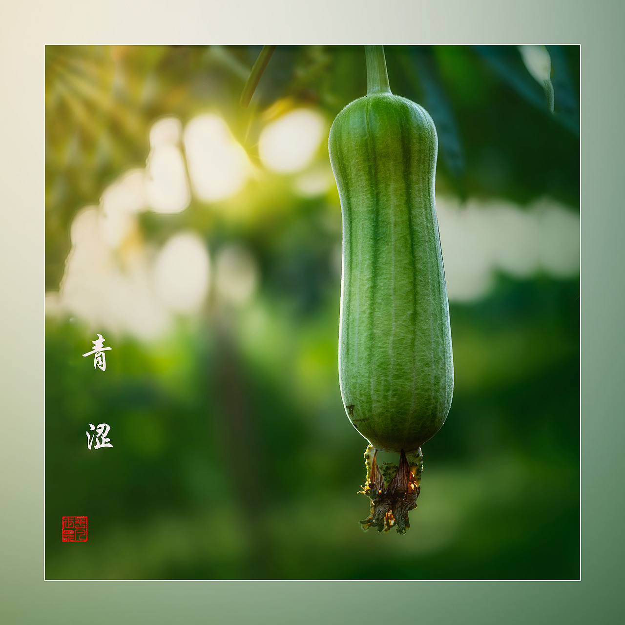 瓜田地里（图ZNDAyNzYwNTk2） - 风光摄影 - 站酷设计师yangqiugui578原创素材 - 站酷ZCOOL