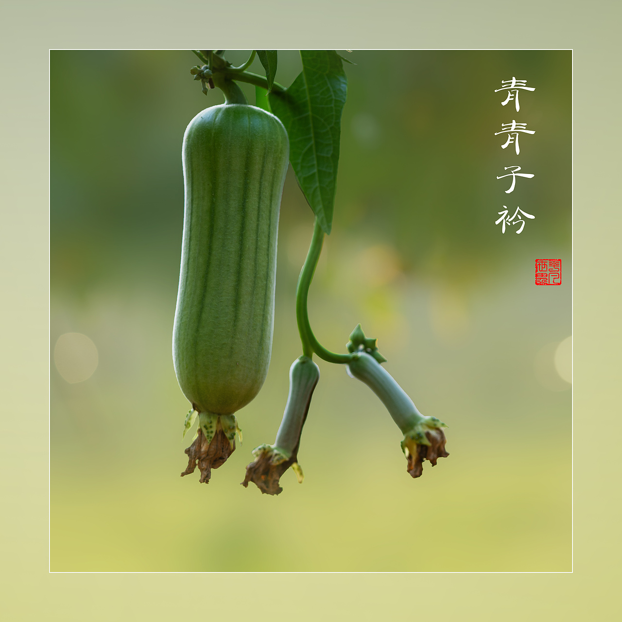 瓜田地里（图ZNDAyNzYwNjMy） - 风光摄影 - 站酷设计师yangqiugui578原创素材 - 站酷ZCOOL