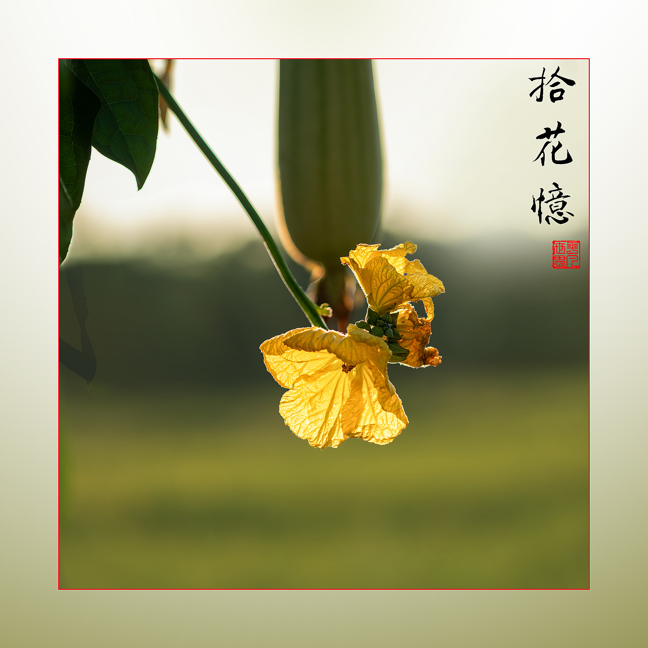 瓜田地里（图ZNDAyNzYwNjQw） - 风光摄影 - 站酷设计师yangqiugui578原创素材 - 站酷ZCOOL
