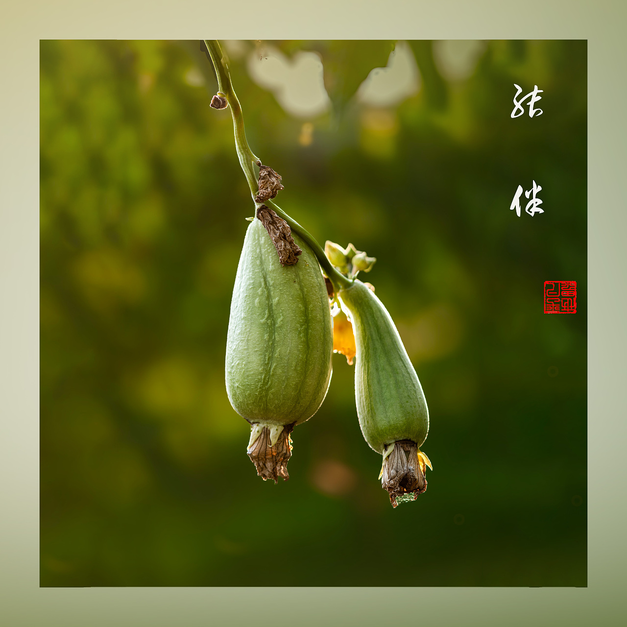 瓜田地里（图ZNDAyNzYwNjI4） - 风光摄影 - 站酷设计师yangqiugui578原创素材 - 站酷ZCOOL