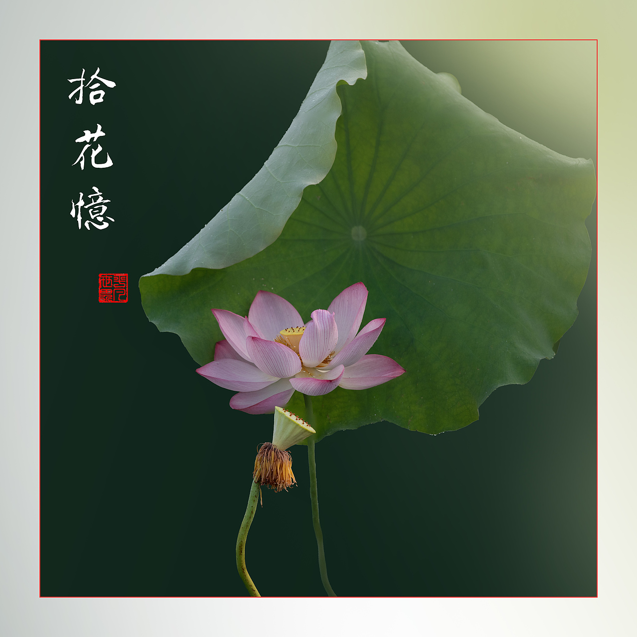 ‘荷’你相约（图ZNDAyNzYxNTcy） - 人文/纪实摄影 - 站酷设计师yangqiugui578原创素材 - 站酷ZCOOL