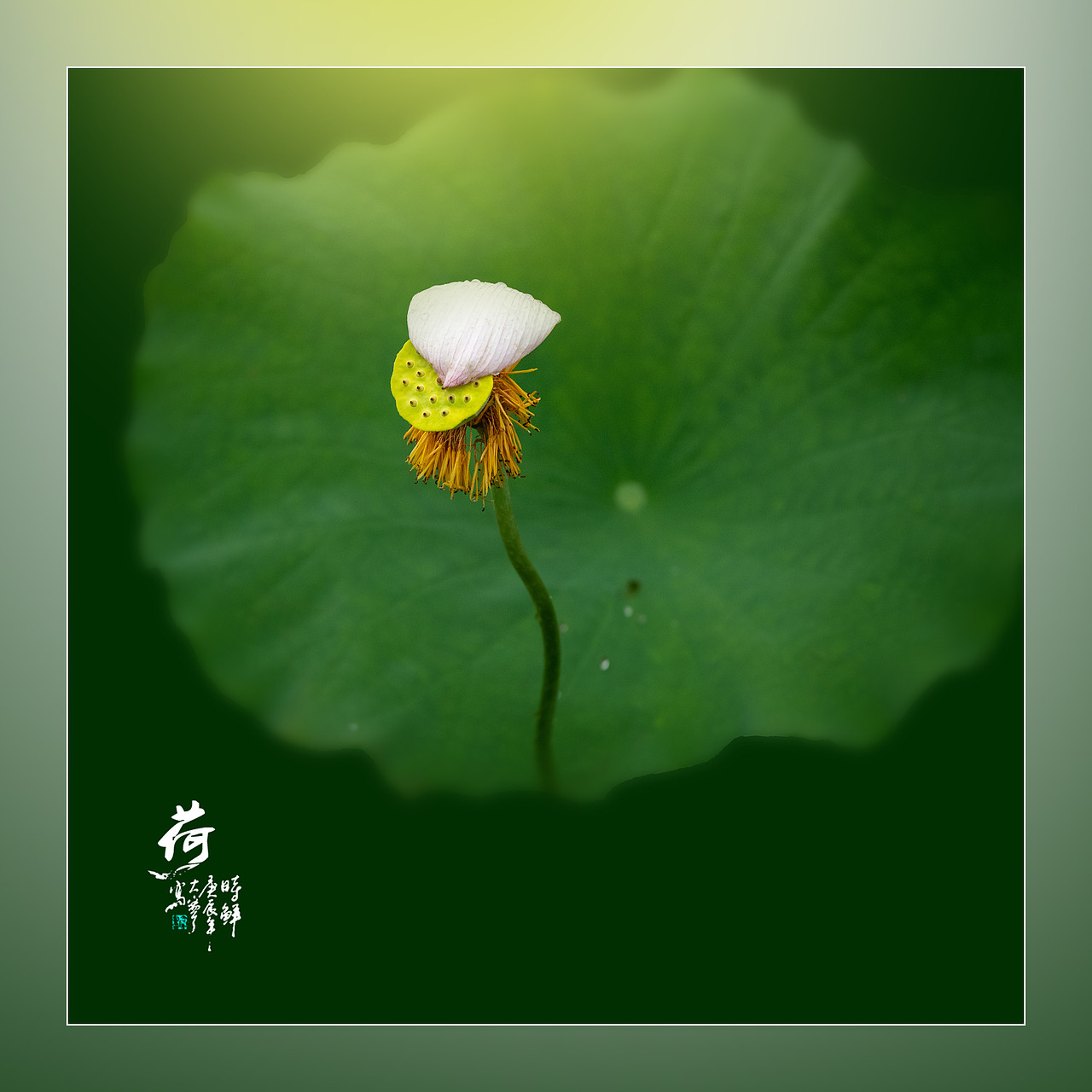‘荷’你相约（图ZNDAyNzYxNTQ4） - 人文/纪实摄影 - 站酷设计师yangqiugui578原创素材 - 站酷ZCOOL