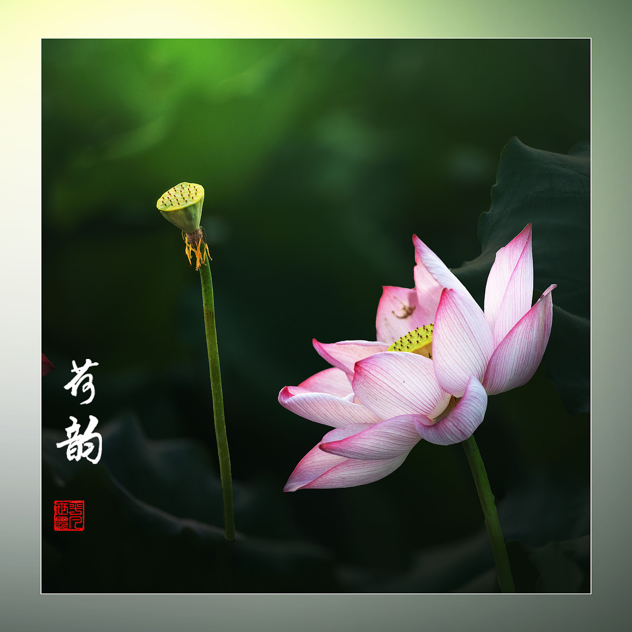 ‘荷’你相约（图ZNDAyNzYxNTYw） - 人文/纪实摄影 - 站酷设计师yangqiugui578原创素材 - 站酷ZCOOL