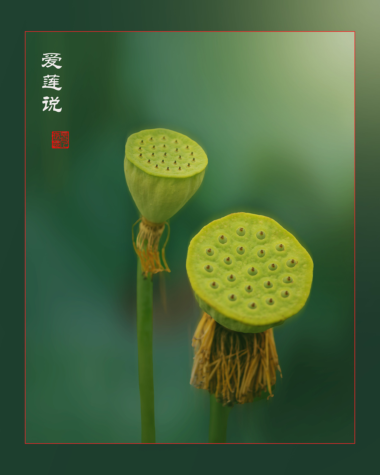 ‘荷’你相约（图ZNDAyNzYxNTIw） - 人文/纪实摄影 - 站酷设计师yangqiugui578原创素材 - 站酷ZCOOL