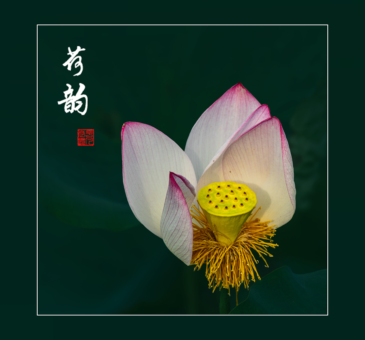 ‘荷’你相约（图ZNDAyNzYxNTUy） - 人文/纪实摄影 - 站酷设计师yangqiugui578原创素材 - 站酷ZCOOL