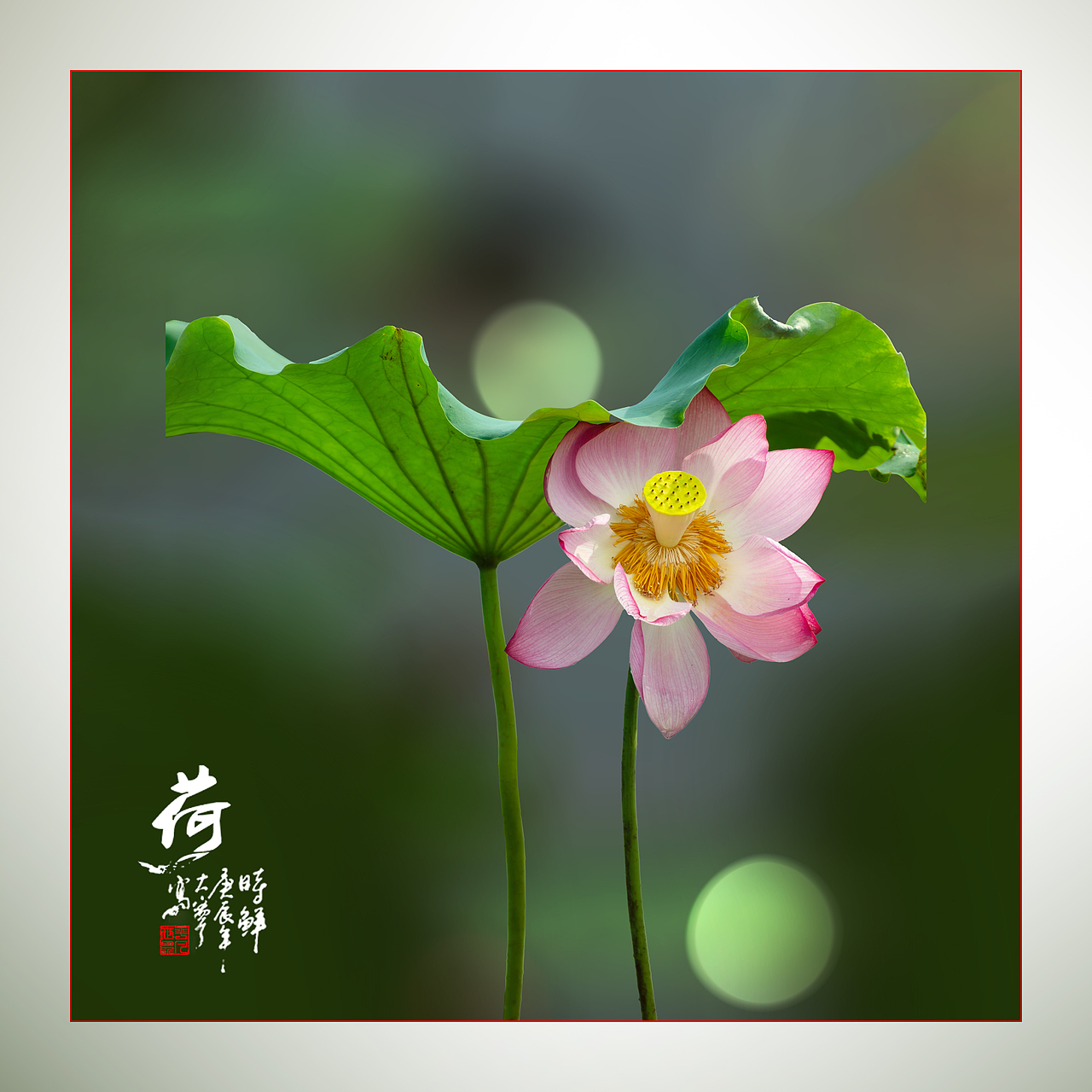 ‘荷’你相约（图ZNDAyNzYxNTI0） - 人文/纪实摄影 - 站酷设计师yangqiugui578原创素材 - 站酷ZCOOL