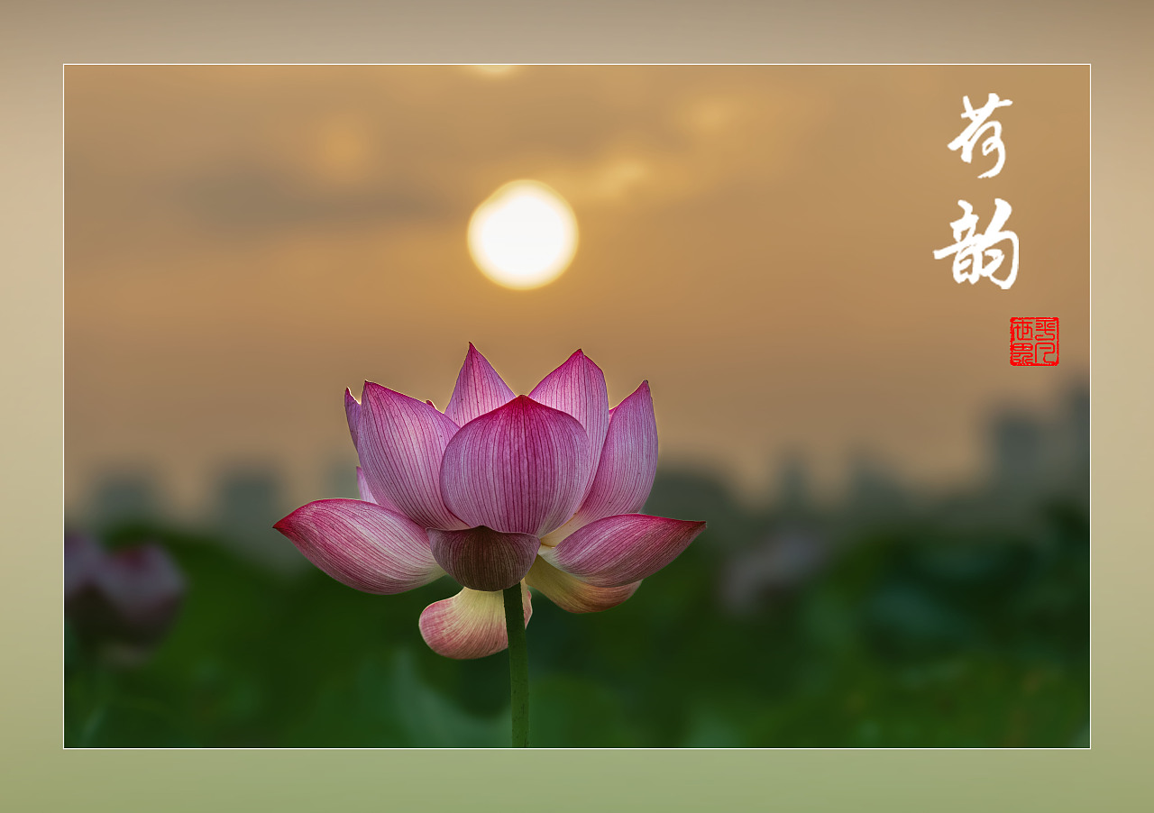 ‘荷’你相约（图ZNDAyNzYxNTQw） - 人文/纪实摄影 - 站酷设计师yangqiugui578原创素材 - 站酷ZCOOL