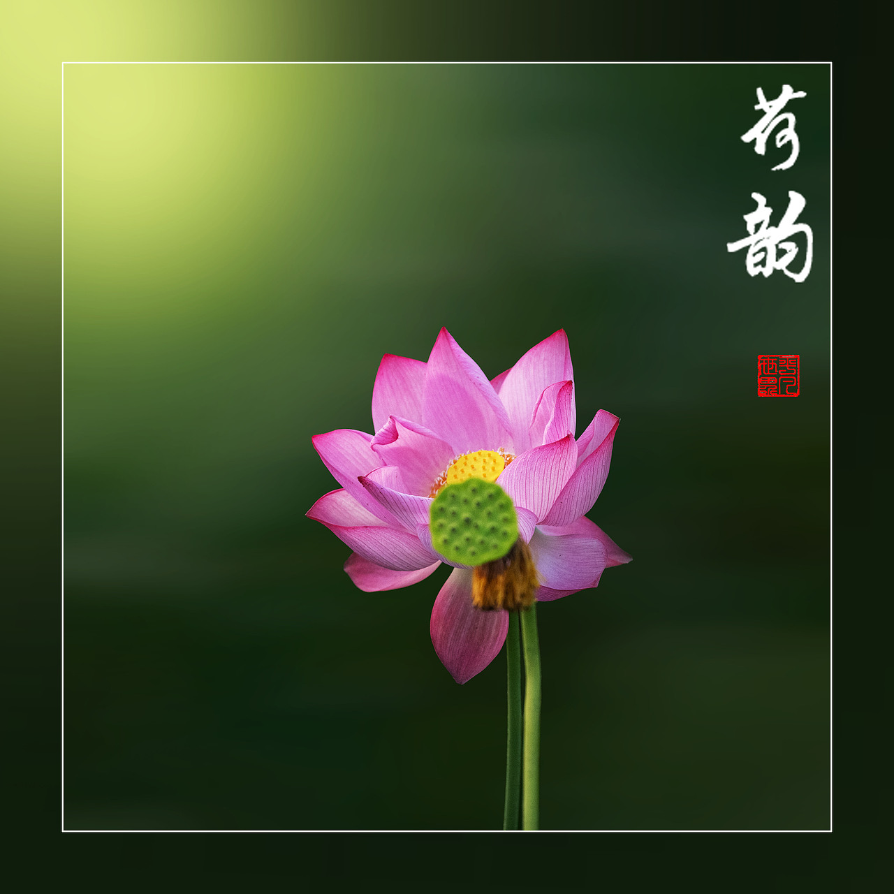 ‘荷’你相约（图ZNDAyNzYxNTY4） - 人文/纪实摄影 - 站酷设计师yangqiugui578原创素材 - 站酷ZCOOL