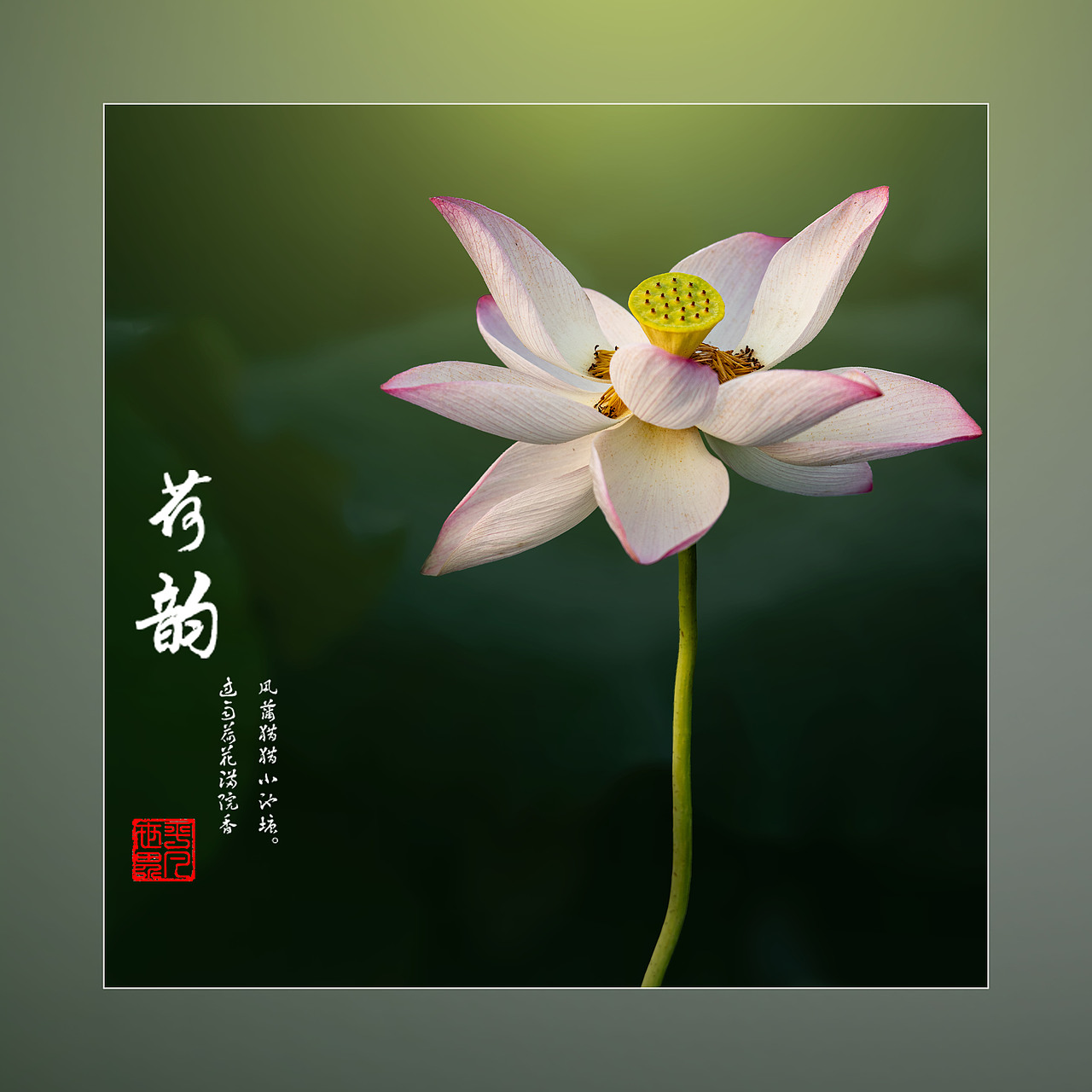 ‘荷’你相约（图ZNDAyNzYxNTY0） - 人文/纪实摄影 - 站酷设计师yangqiugui578原创素材 - 站酷ZCOOL