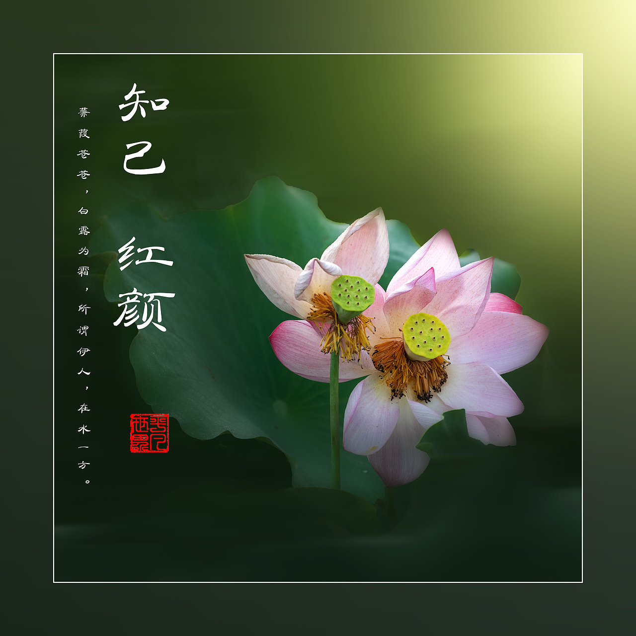 ‘荷’你相约（图ZNDAyNzYxNTM2） - 人文/纪实摄影 - 站酷设计师yangqiugui578原创素材 - 站酷ZCOOL