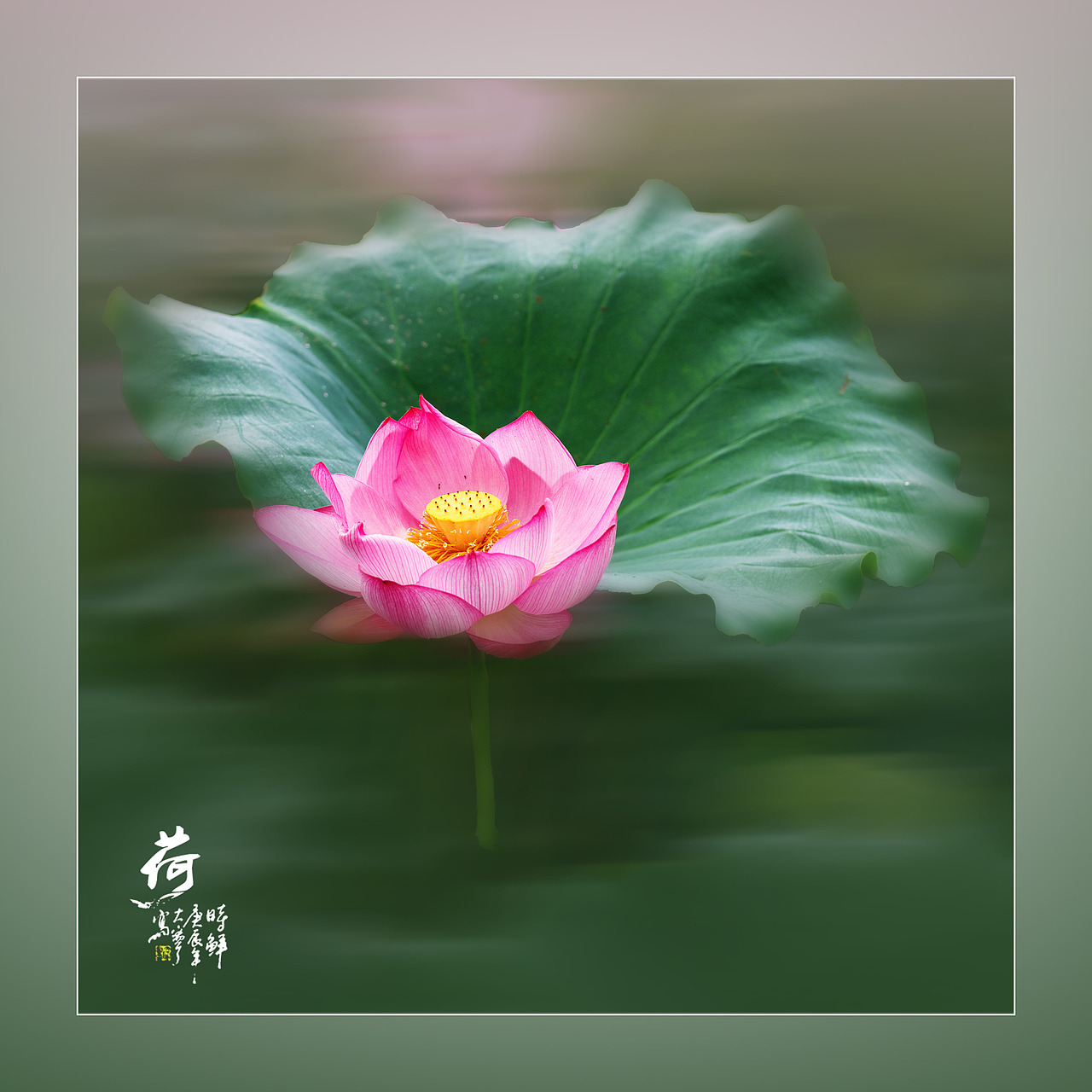 ‘荷’你相约（图ZNDAyNzYxNTQ0） - 人文/纪实摄影 - 站酷设计师yangqiugui578原创素材 - 站酷ZCOOL