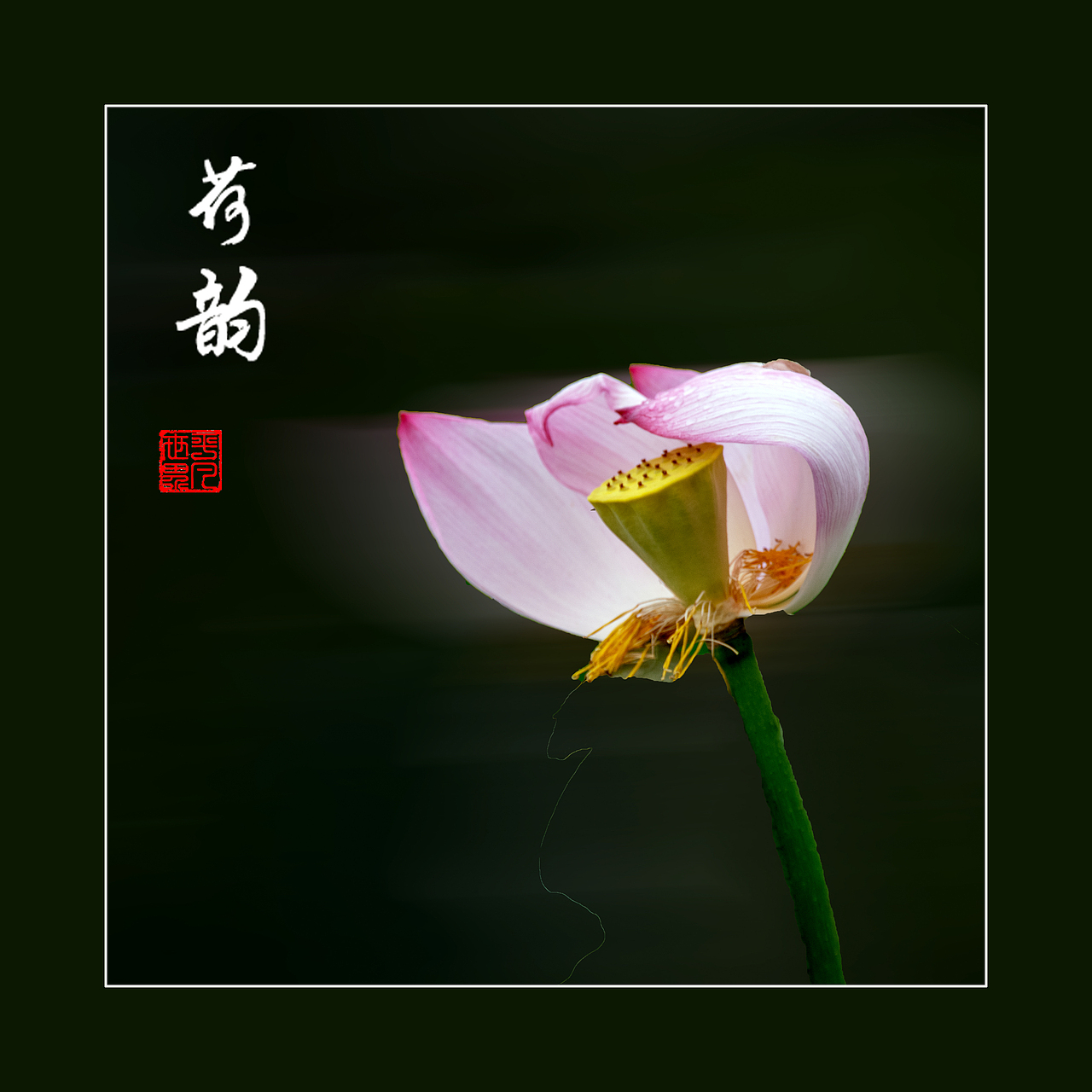 ‘荷’你相约（图ZNDAyNzYxNTU2） - 人文/纪实摄影 - 站酷设计师yangqiugui578原创素材 - 站酷ZCOOL