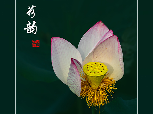 ‘荷’你相約（個人主頁-ZNzMxNzE1ODg=） - 人文/紀實攝影 - 站酷設(shè)計師yangqiugui578原創(chuàng)素材 - 站酷ZCOOL