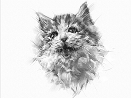 猫素描