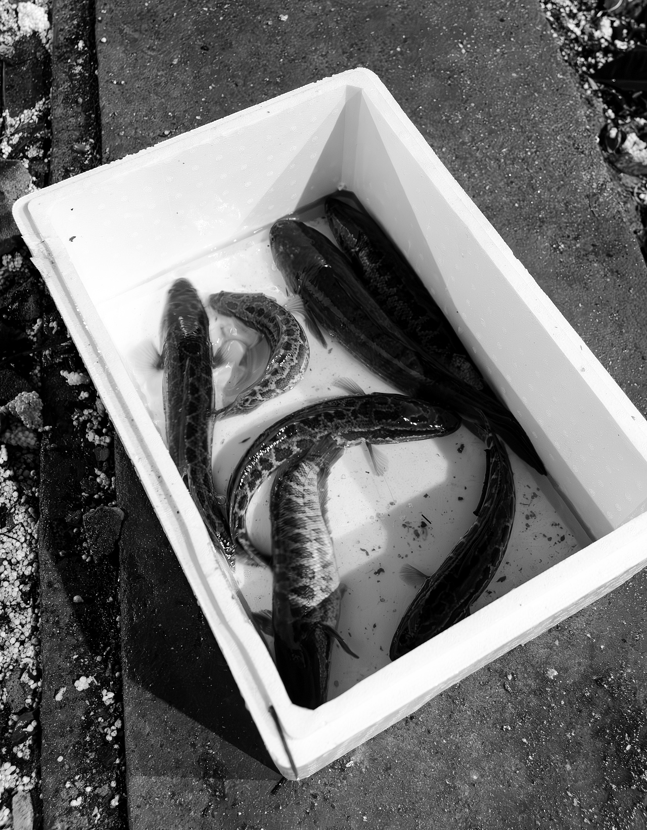 📷夜晚（图ZNDAyODIwNjgw） - 其他摄影 - 站酷设计师玛卡卡巴原创素材 - 站酷ZCOOL