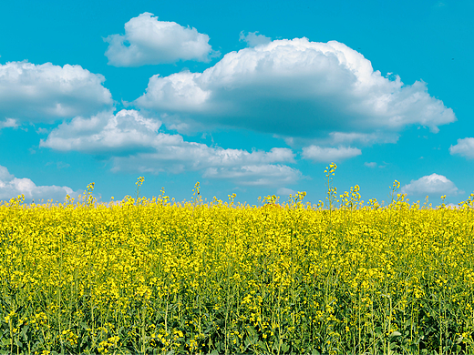 赴深圳春日之约｜把春天写进油菜花海里📸